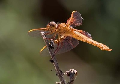 Dragonfly