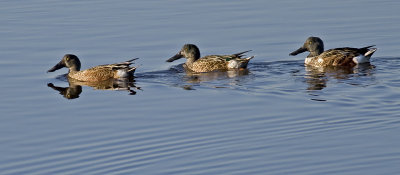 Northern Shovelers