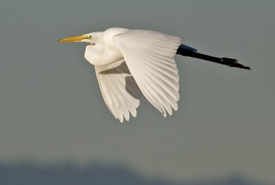 Great Egret and It's Shadow