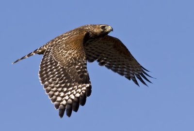 Red-shouldered Hawk Flyby