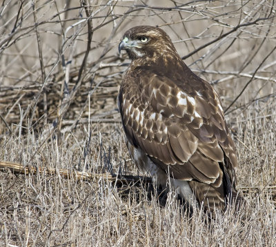 Immature Red-tailed Hawk at Wavecrest