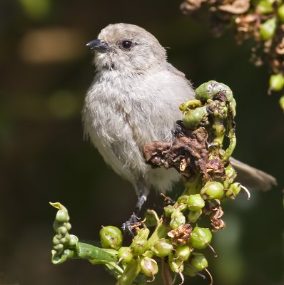 Bushtit, Male(Psaltriparus minimus)