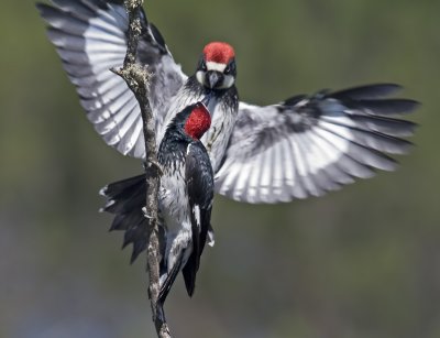 Acorn Woodpecker, males  (Melanerpes formicivorus)