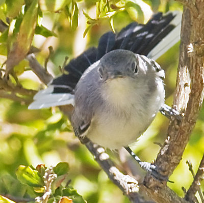 Blue-gray Gnatcatcher (polioptila caerolea)