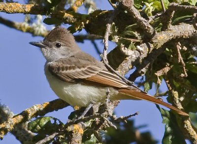 Ash-throated Flycatcher (Myiarchus cinerascens)