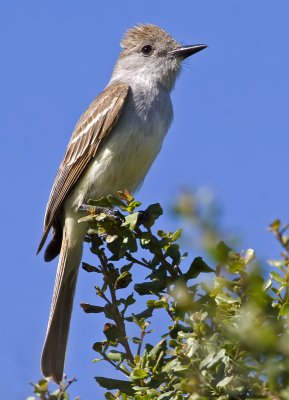 Ash-throated Flycatcher  (Myiarchus cinerascens)