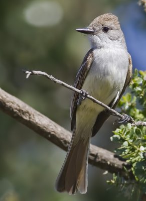 Ash-throated Flycatcher  (Myiarchus cinerascens)