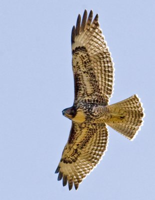 Red-tailed Hawk, immature (Buteo jamaicensis)