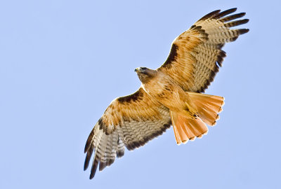 Red-tailed Hawk, adult (Buteo jamaicensis)