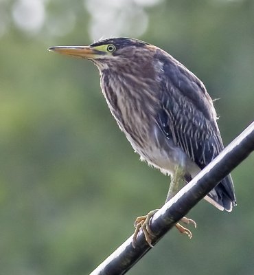 Green Heron, out of it's element