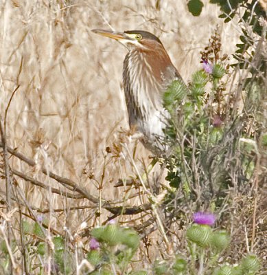Green Heron, hunting voles in a field