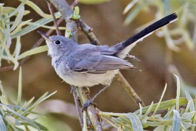 Blue-gray Gnatcatcher (Polioptila caerulea)
