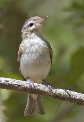 Warbling Vireo (Vireo gilvus)