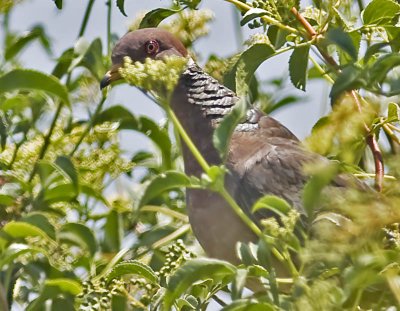 Band-tailed Pigeon (Columbia fasciata)