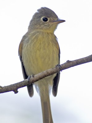 Pacific-Slope Flycatcher (Empidonax difficilis)