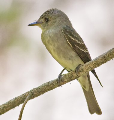 Western Wood Pewee (Contopus sordidulus)