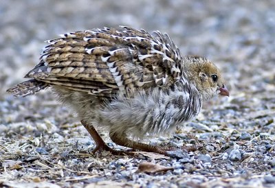 California Quail Chick