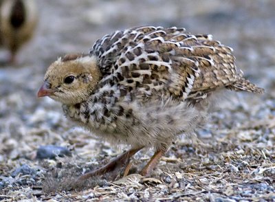 California Quail Chick
