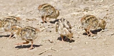 California Quail Chicks- (Tiny eating machines)