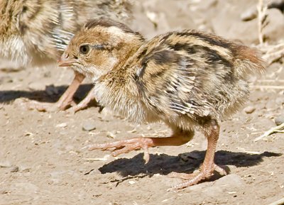 California Quail Chick (crop from group shot)
