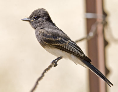 Black Phoebe (Sayornis nigricans)