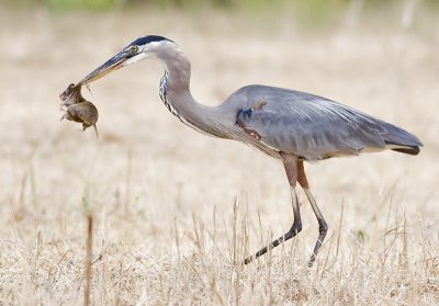 Great Blue Heron with gopher