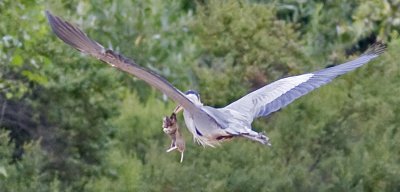 Great Blue Heron flying off with gopher