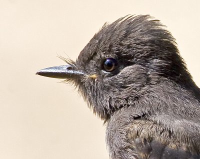 Black Phoebe (Cropped) (Sayornis nigricans)