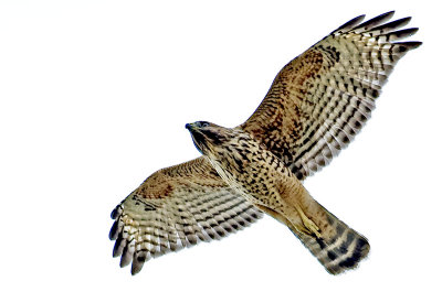 Red-shouldered Hawk(Buteo lineatus)