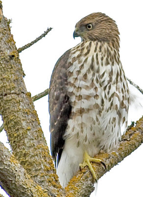 Cooper's Hawk (Accipiter cooperii)