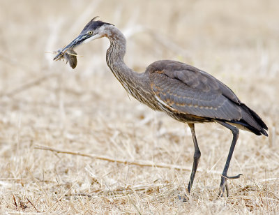 Great Blue Heron with California Vole