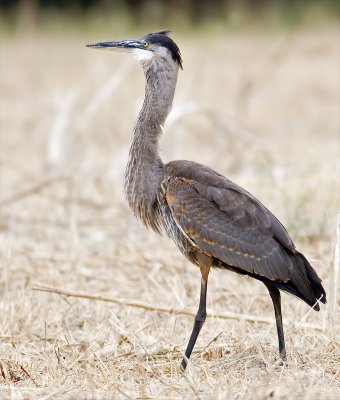 Great Blue Heron, right after apparently swallowing a California Vole