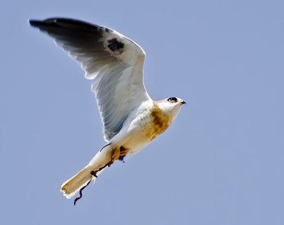 Immature White-tailed Kite with California Vole