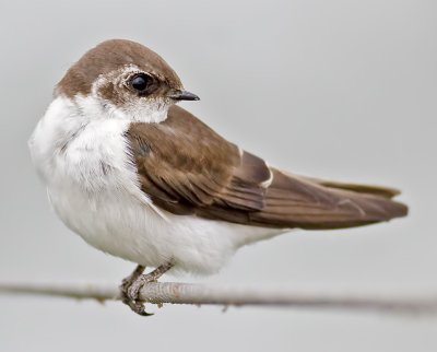 Immature Violet-green Swallow (Tachycineta thalassina)