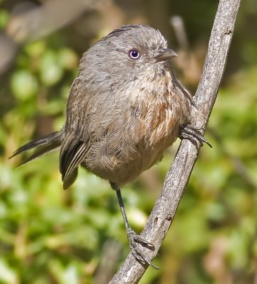 Wrentit (Chamaea fasciata)