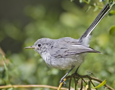 Blue-gray Gnatcatcher (Polioptila caerulea)