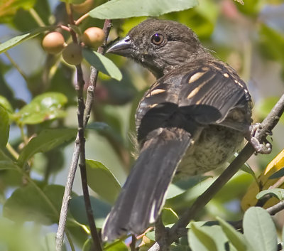 Spotted Towhee, immature (Pipilo maculatus)