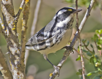 Black -throated Grey Warbler(Dendroica nigrescens)