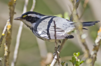 Black -throated Grey Warbler(Dendroica nigrescens)
