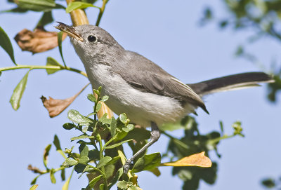 Blue-gray Gnatcatcher with small fly (Polioptila caerulea)
