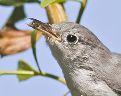 Blue-gray Gnatcatcher with small fly (cropped)