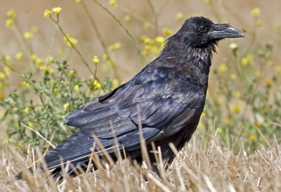 Common Raven  (Corvus corax)