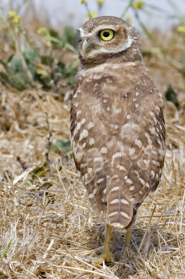 Burrowing Qwl (Speotyto cunicularia)