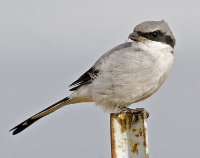 Loggerhead Shrike (Lanius ludovicianus)