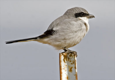 Loggerhead Shrike (Lanius ludovicianus)