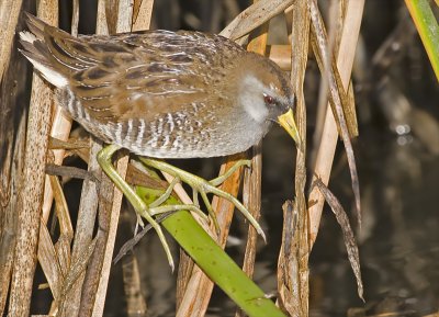 Sora Rail <br> (Porzana carolina)