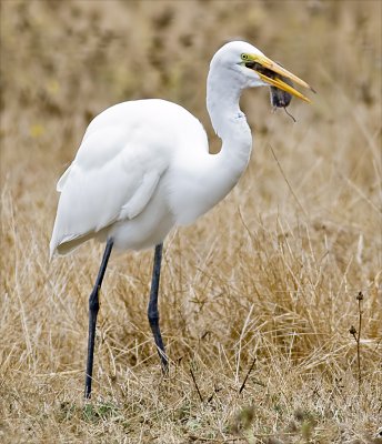 Great Egret with California vole