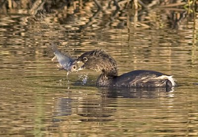 Pied-billed Grebe grabs a fish