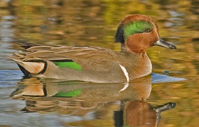 Green-winged Teal (Anas crecca)