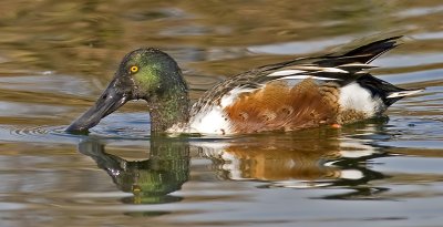 Northern Shoveler  (Anas clypeata)